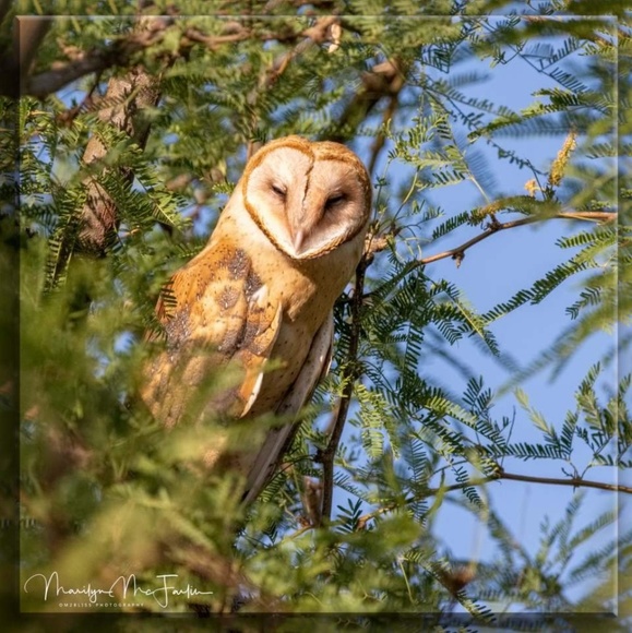 Meet your Posher, Marilyn, from Joshua Tree! - Picture 15 of 15